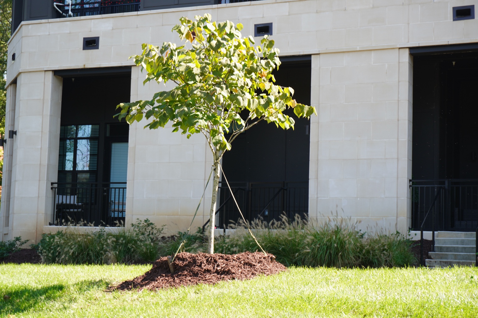 Newly installed tree and commercial landscape planting