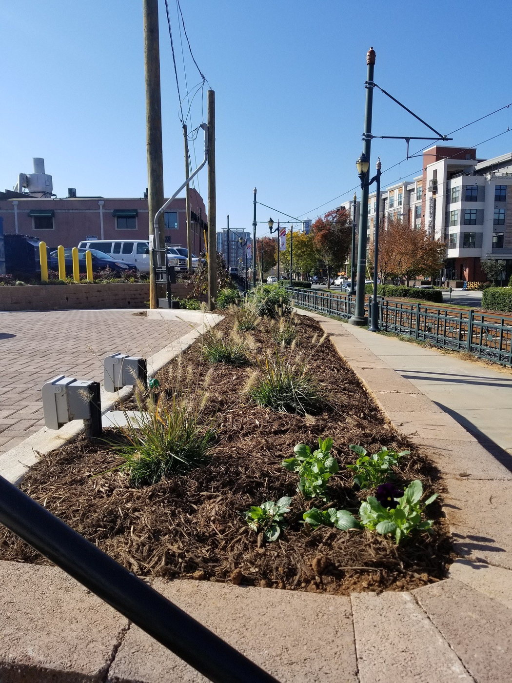 Urban streetscape planting featuring ornamental grasses, seasonal color and mulched landscape beds.