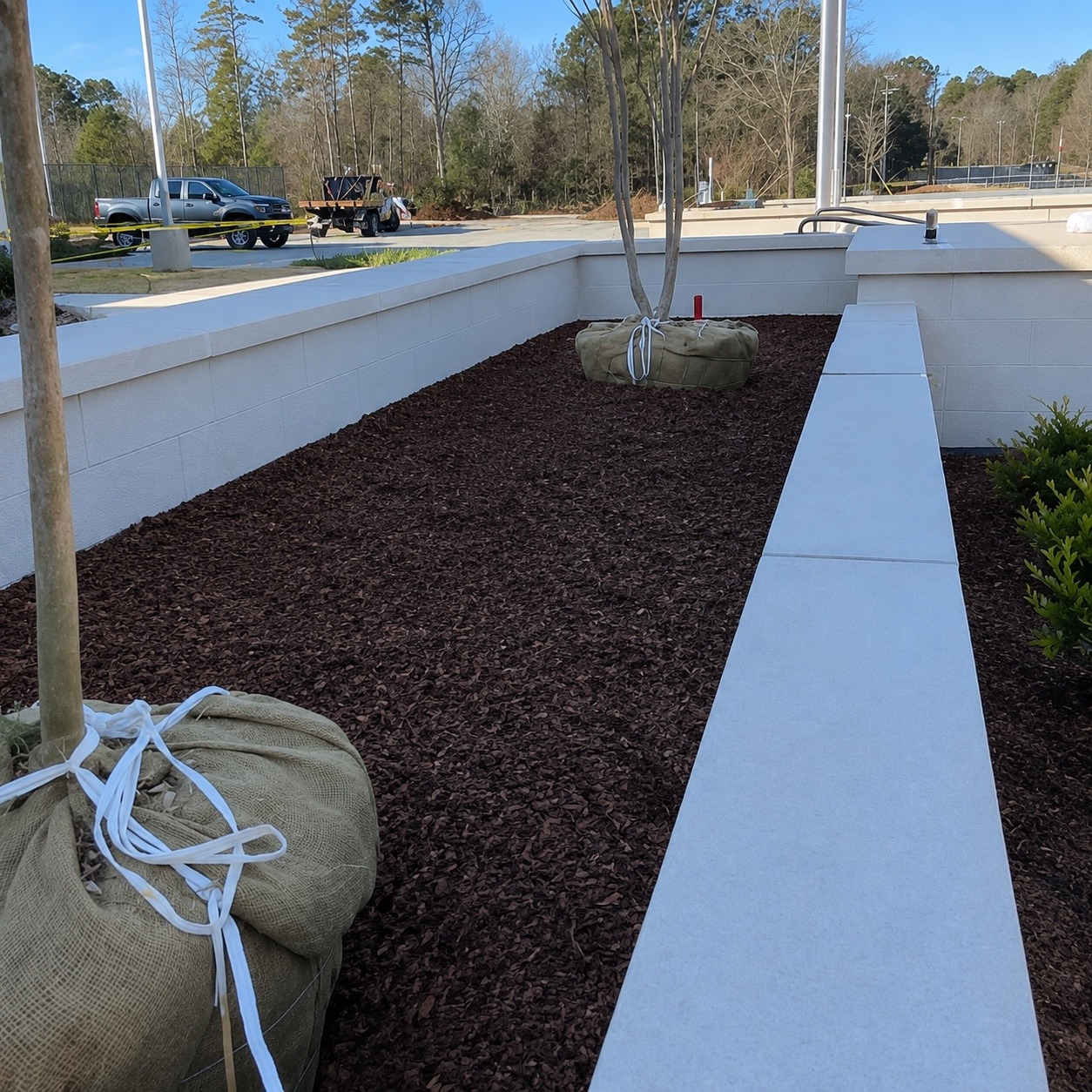 Raised planter area prepared for balled-and-burlapped tree installation with clean mulch grading and layout.