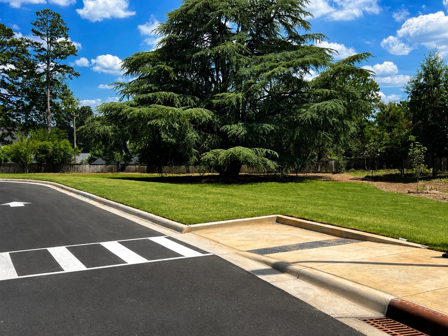 Finished turf establishment and landscape restoration around mature trees and completed pavement.