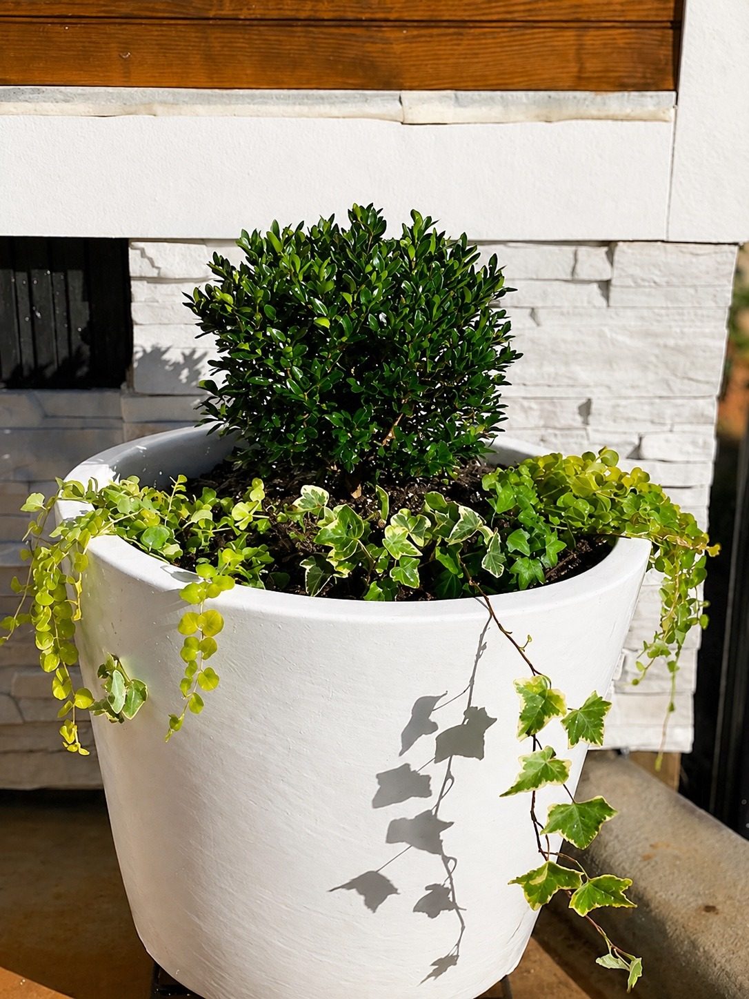 Decorative container planting with an evergreen centerpiece and trailing accent vines.