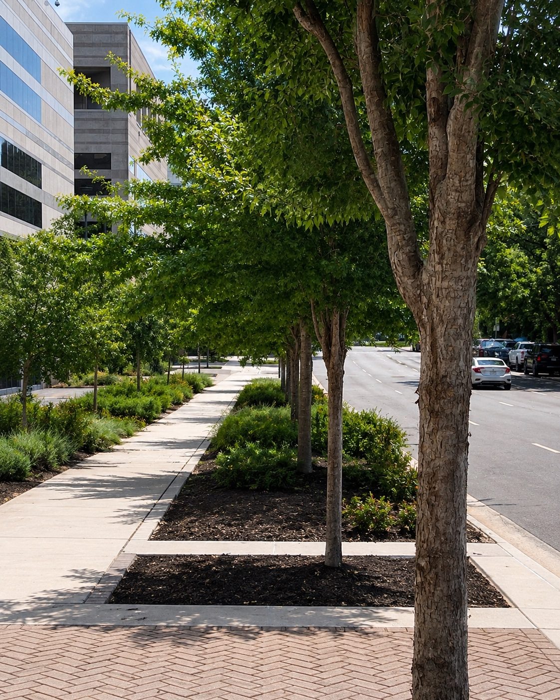 Streetscape planting and tree installation along an urban sidewalk corridor.