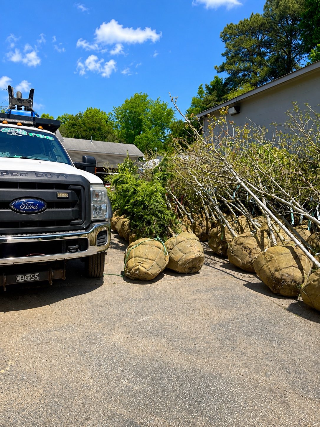 Balled-and-burlapped trees staged for commercial landscape procurement and installation.